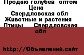 Продаю голубей  оптом.  › Цена ­ 500 - Свердловская обл. Животные и растения » Птицы   . Свердловская обл.